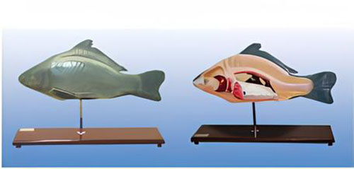 Fish anatomical model Product Code：EX-F001