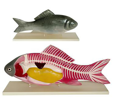 Fish anatomical model Product Code：EX-F002