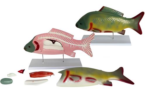 Fish anatomical model Product Code：EX-F003