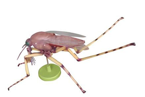 Mosquito anatomical model Product Code：EX-M001