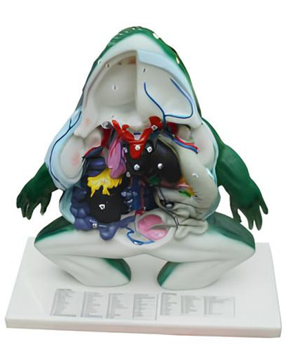 Frog anatomical model Product Code：EX-FR003