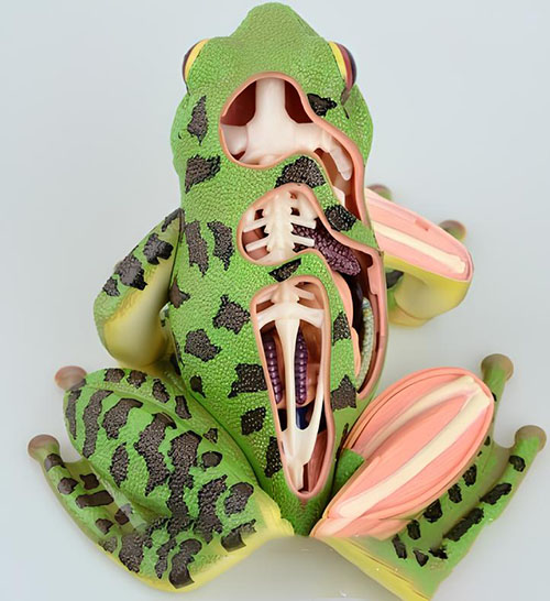 Frog anatomical model Product Code：EX-FR004