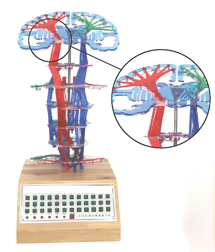 Central nervous conduction electric model  /Product Code：EX-E01