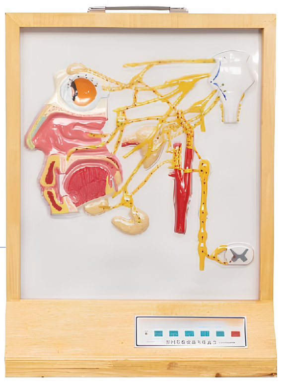 Electric model of facial autonomic nerve distribution   / Product Code：EX-E04