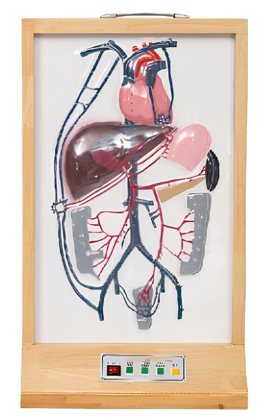 Electric model of collateral branch of portal vein  / Product Code：EX-E06