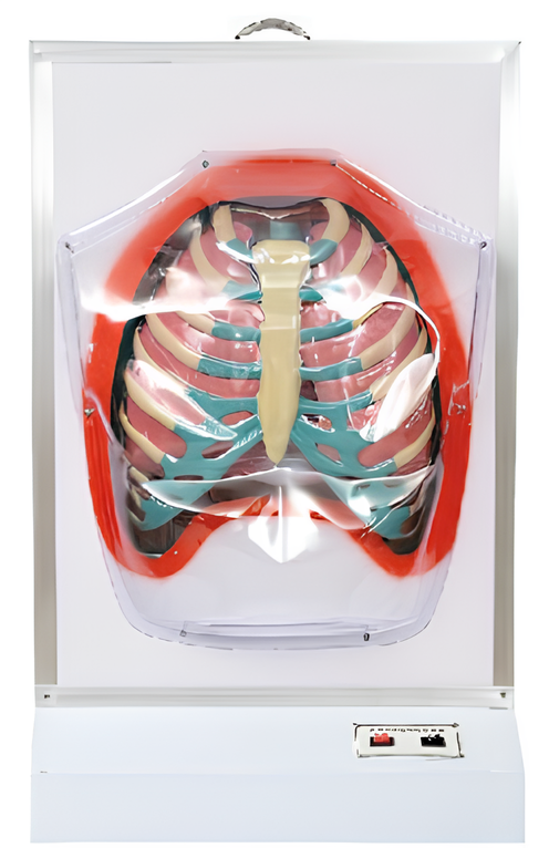 Human respiratory motion model /Product Code：EX-E08