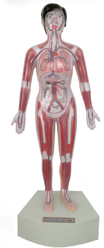 Microcomputer human cardiac cycle and large cycle demonstration model   /Product Code：EX-E09