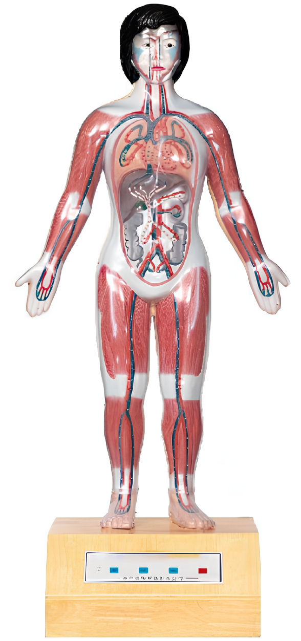 Microcomputer human cardiac cycle and large    /Product Code：EX-E10