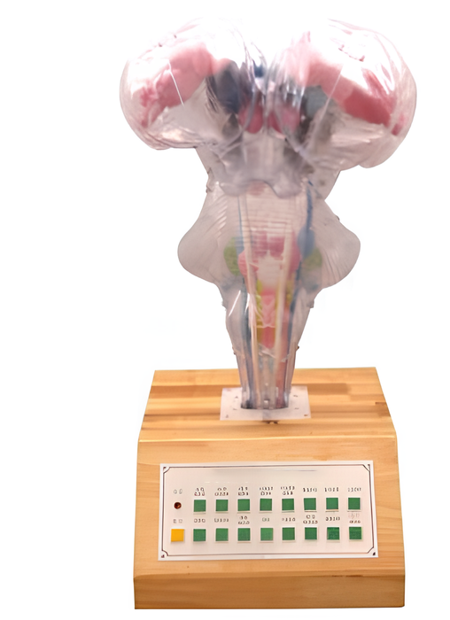 Electric brain stem model ( typel) / Product Code：EX-E11