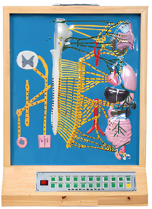 Autonomous neural electric model   Product Code： EX-E12