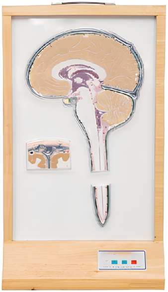 Electric model of cerebrospinal fluid circulation   /Product Code：EX-E17