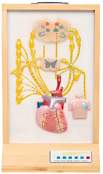 Nerve electric model of heart   / Product Code：EX-E18