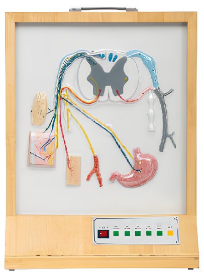 Composition and distribution electric model of spinal nerve   /  Product Code：EX-E19