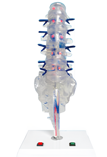 Electric, intervertebral disc and spinalnerve electric model     /Product Code：EX-E20