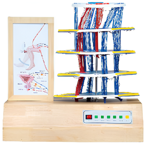 Electric model of spinal reflex and injury / Product Code：EX-E21