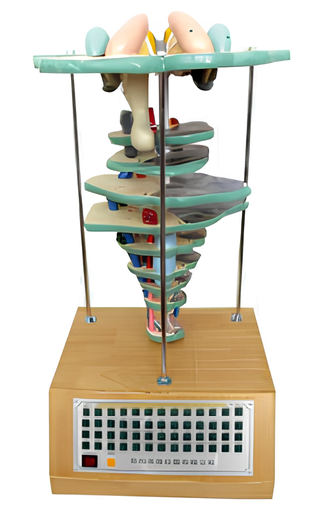 The relationship model of brain, brain stemhorizontal cutting and cranial nerve helit     / Product Code：EX-E23