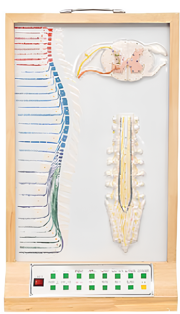 Electric model of jizhugu and spinal nerve relationship    / Product Code：EX-E25