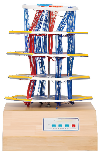 Internal structure and upper and descending fiber electric model of spinal cord  /  Product Code：EX-E24