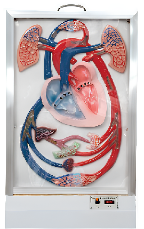 Heart throb and blood circulation electric model /    Product Code：EX-E26