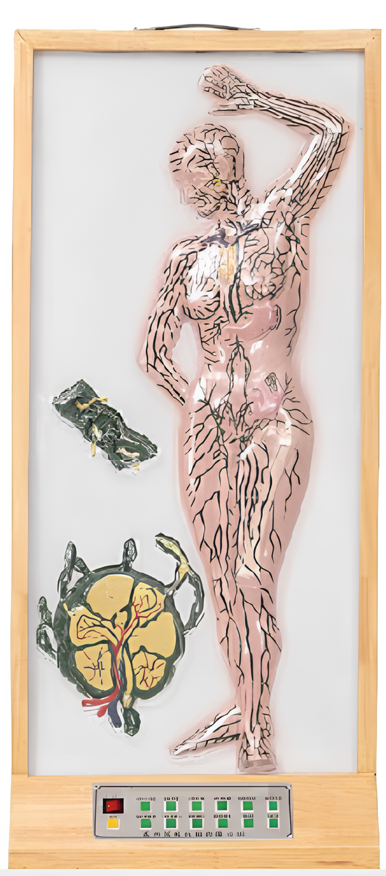 Microcomputer model of human body lymph flow   /Model:EX-E31