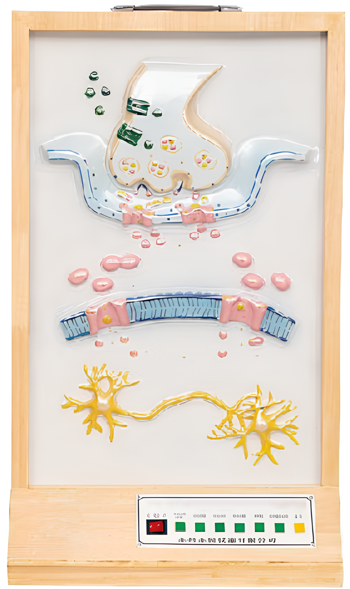 Name:Chemical road electric model of nervous system   /Model:EX-E33