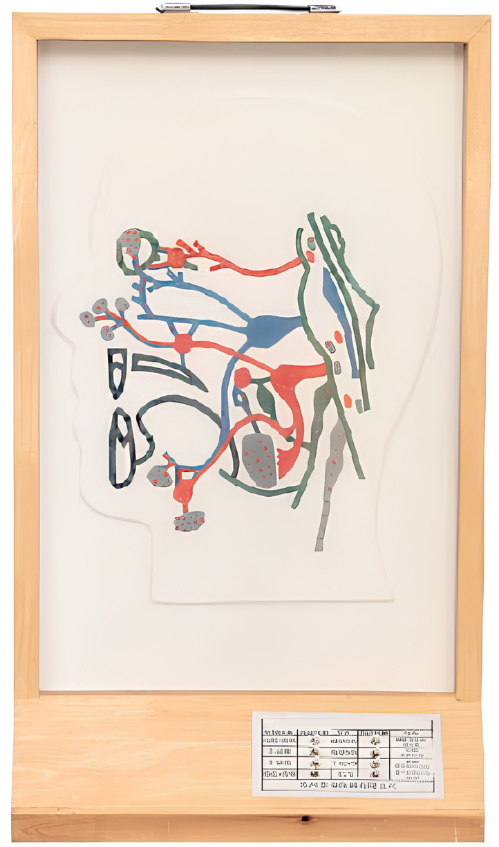 Name:Brain parasympathetic nerve electric model  /Model:EX-E35