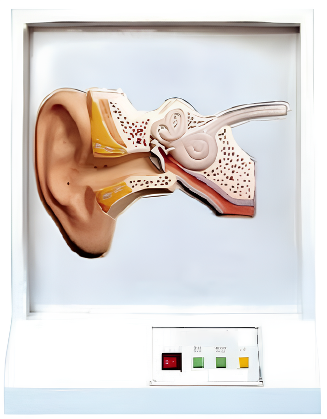 Name:Ear conditioning model  /Model:EX-E41