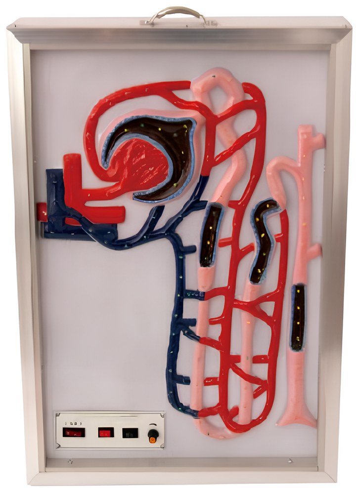 Microcomputer model of human body lymph flow  /Model:EX-E421