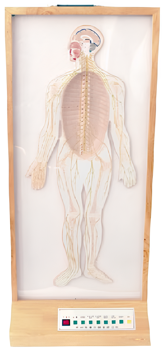 Name:Electric model of reliefs typ whole body peripheral nerve   /Model:EX-E102