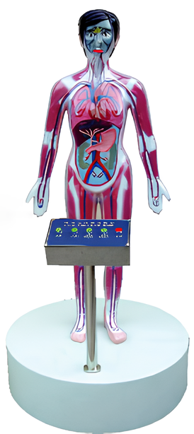 Name:Blood circulation model  /Model:EX-E103