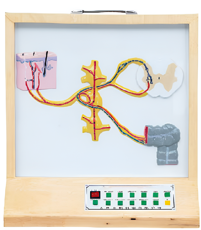 Name:Electric model of sympathetic nerve fiber  / Model:EX-E121