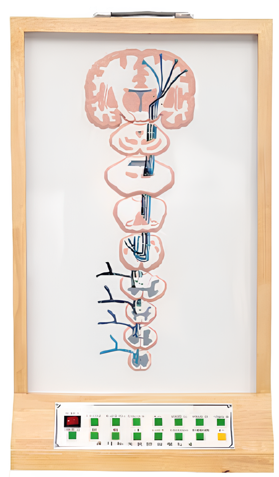 Name:Electric model of general visceral sensory conduction  /Model:EX-E122