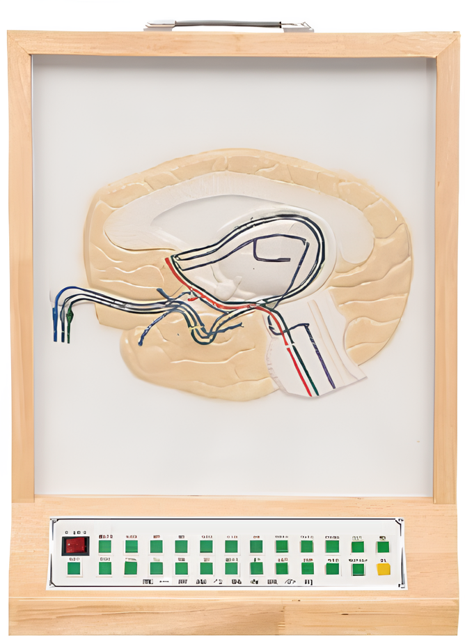 Name:Olfactory pathway electric model    /Model:EX-E123