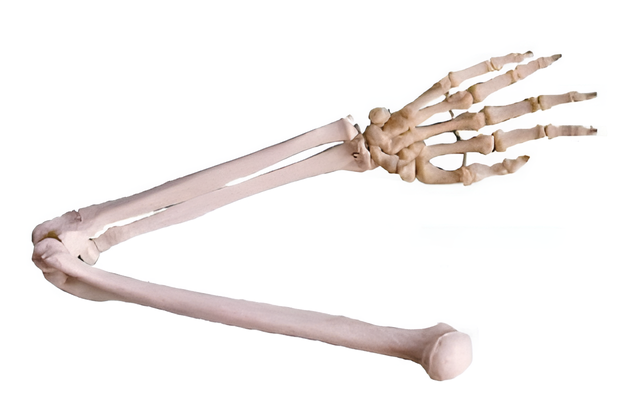 Name:Upper limb bone   /Model:EX-D00111