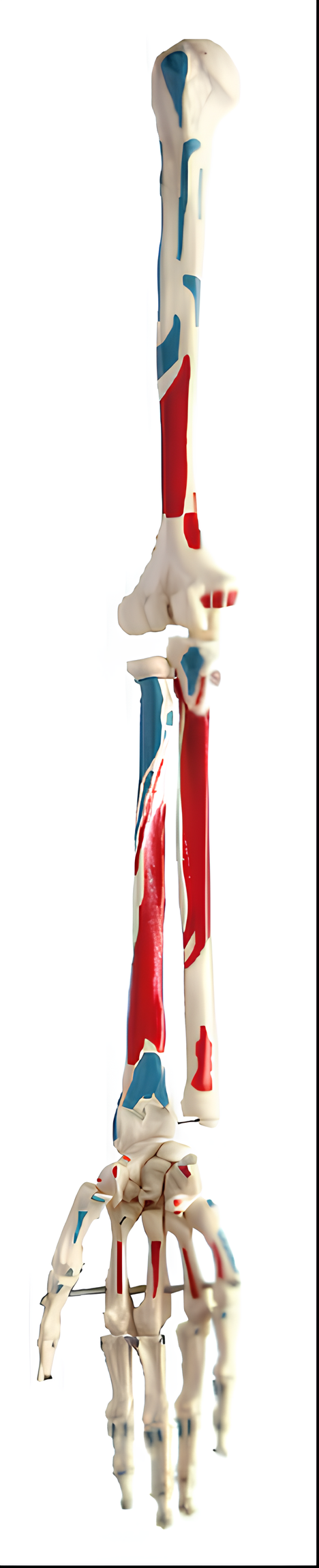 Name:The coloring model of the upper and lower extremities of the muscles attached to the extremities   /Model:EX-D001111