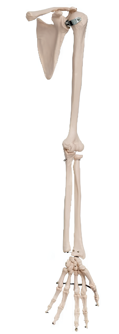 Name:The upper extremity of the clavicular bone   /Model:EX-D00112