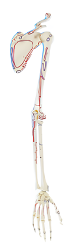 Name:bone adductor muscle The coloring model of upper and lower limbs with   /Model:EX-D001121