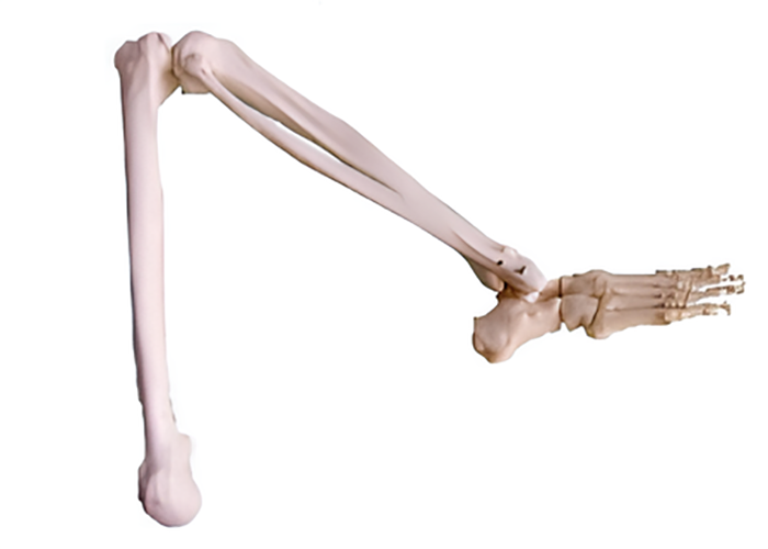 Name:Lower limb bone  / Model:EX-D00113