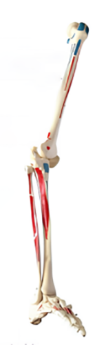 Name:A coloring model of the beginning and ending points of muscles attached to lower extremities   /Model:EX-D001131