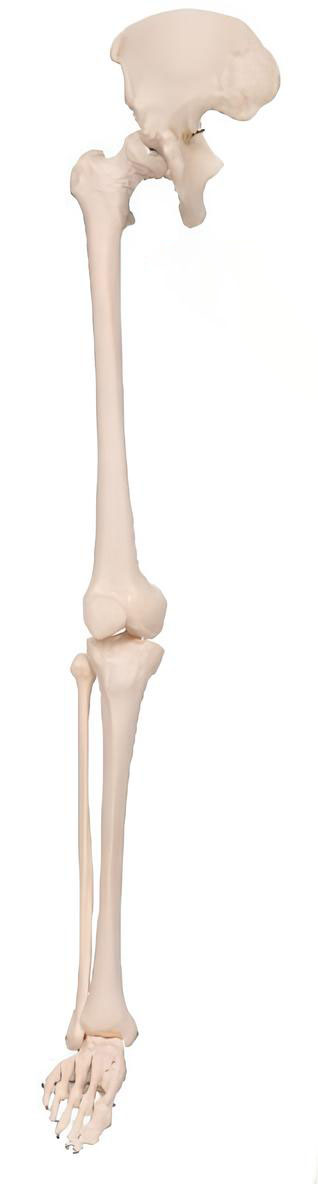 Name:Lower extremity hip bone    /Model:EX-D00114