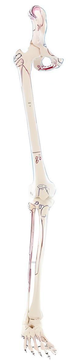 Name:The coloring model of the beginning and ending point of the muscles attached to the lower limbs   /Model:EX-D001141