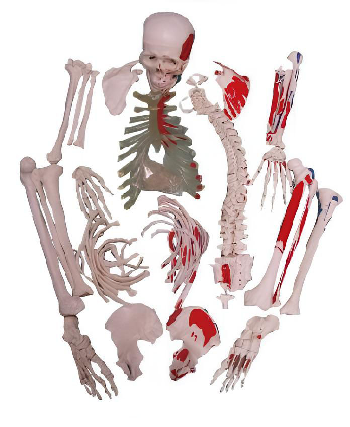 Name:The dispersal bone model is attached to the muscle   /Model:EX-D0012