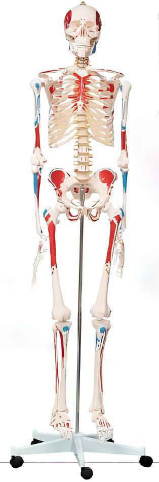 Name:A coloring model for the starting and ending points of human skeletal muscles 175cm   /Model:EX-D0021