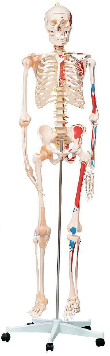 Name:The coloring model of muscle start and end point Half of human bone attached Articular ligament Model:EX-D0023