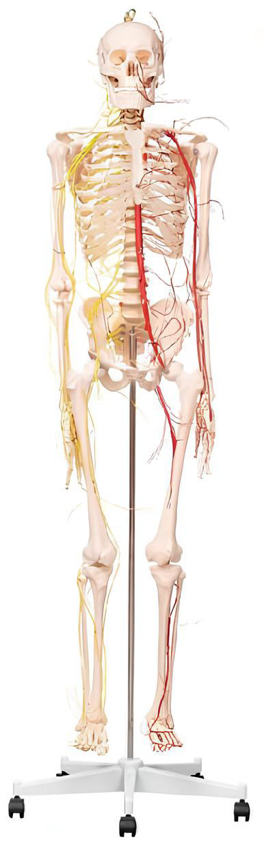 Name:The distribution of main arteries and nerves in male skeletal muscles 173cm Model:EX-D0024