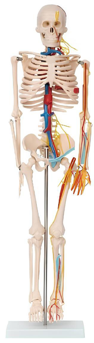 Name:Human whole body skeletal nerve belt blood vessels, heart model  85cm Model:EX-D003C