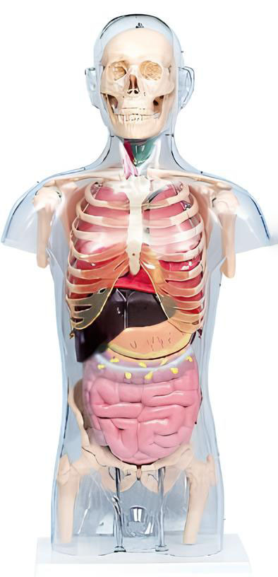 Name:Head and neck trunk bone, pelvis and visceral relationship With a transparent shell model 95cm Model:EX-D004A