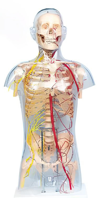 Name:The Distribution of Main Arteries and Nerves in Bone of Transparent Male Torso 96cm Model:EX-D004B